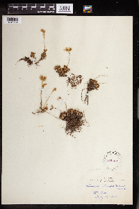 Sedum stenopetalum image