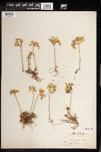 Sedum stenopetalum image