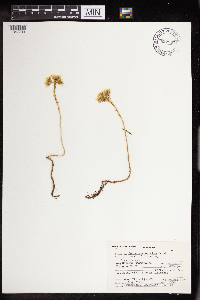 Sedum stenopetalum image