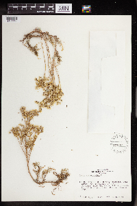 Sedum stenopetalum image