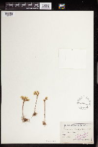 Sedum stenopetalum image