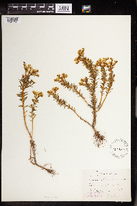 Sedum stenopetalum image