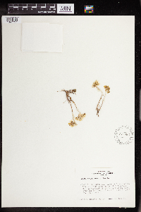Sedum stenopetalum image