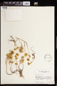 Sedum stenopetalum image