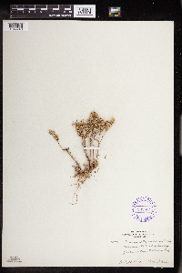 Sedum stenopetalum image