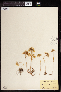 Sedum stenopetalum image