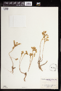 Sedum stenopetalum image