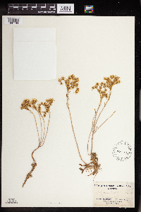 Sedum stenopetalum image