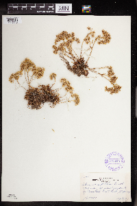 Sedum stenopetalum image