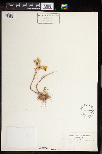 Sedum stenopetalum image