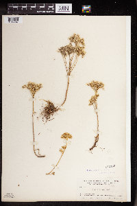 Sedum stenopetalum image