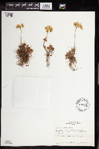 Sedum stenopetalum image