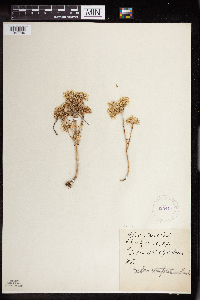 Sedum stenopetalum image