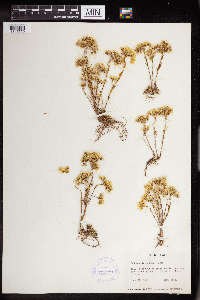 Sedum stenopetalum image