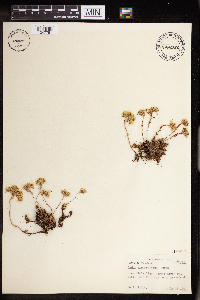 Sedum stenopetalum image