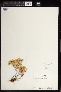 Sedum stenopetalum image