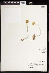 Sedum stenopetalum image