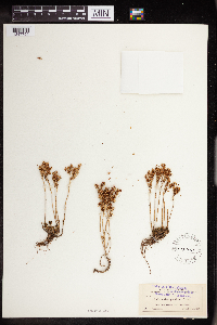 Sedum stenopetalum image