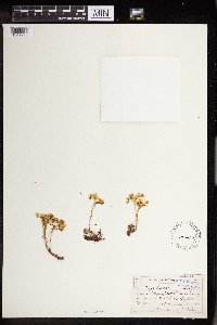 Sedum stenopetalum image
