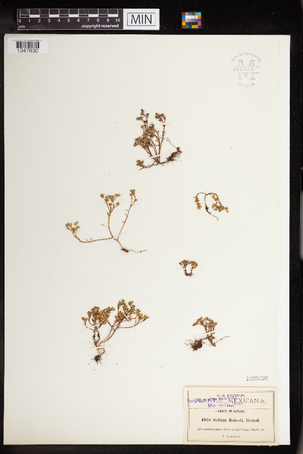 Sedum batesii image