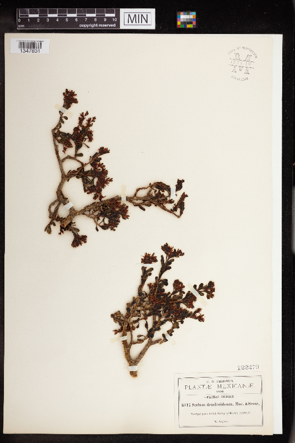 Sedum dendroideum image