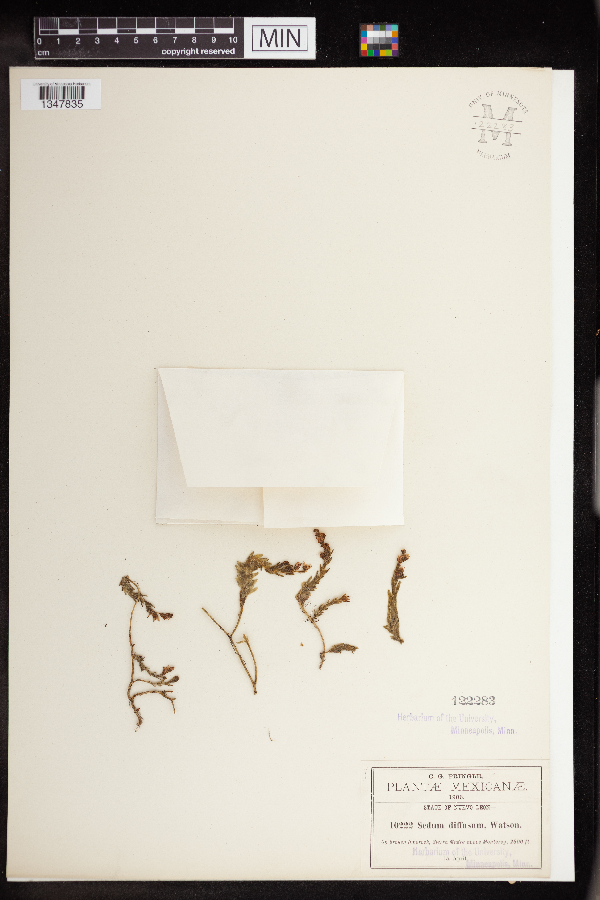 Sedum diffusum image