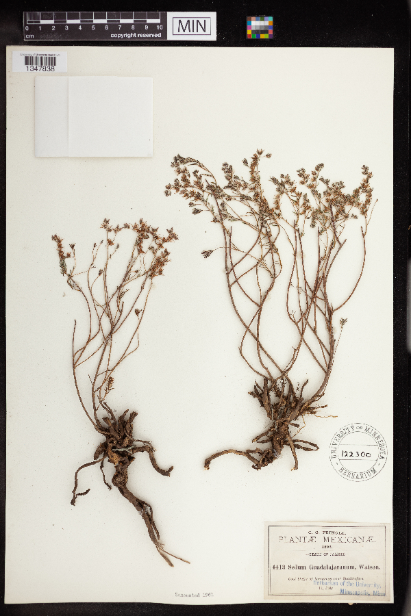 Sedum guadalajaranum image