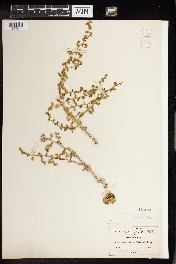 Sedum hemsleyanum image