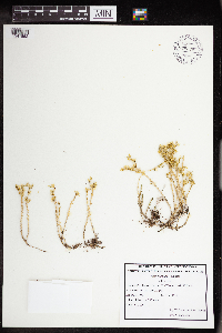 Sedum acre image