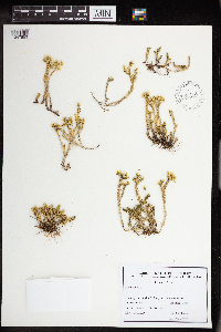 Sedum acre image