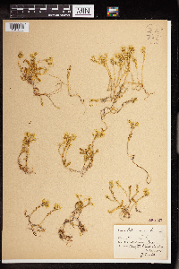 Sedum acre image
