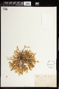 Sedum acre image