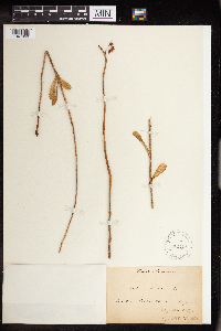 Phedimus aizoon image