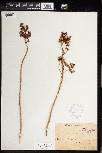 Phedimus aizoon image