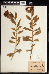 Hylotelephium telephium image