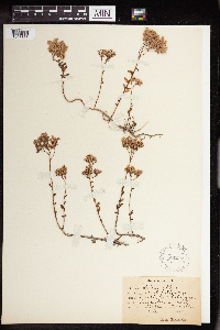 Sedum album image