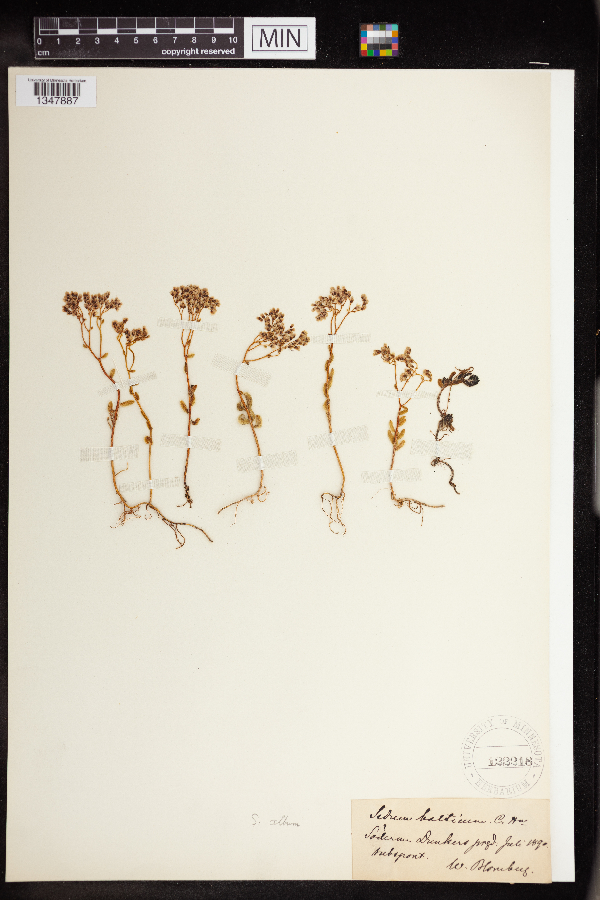 Sedum balticum image