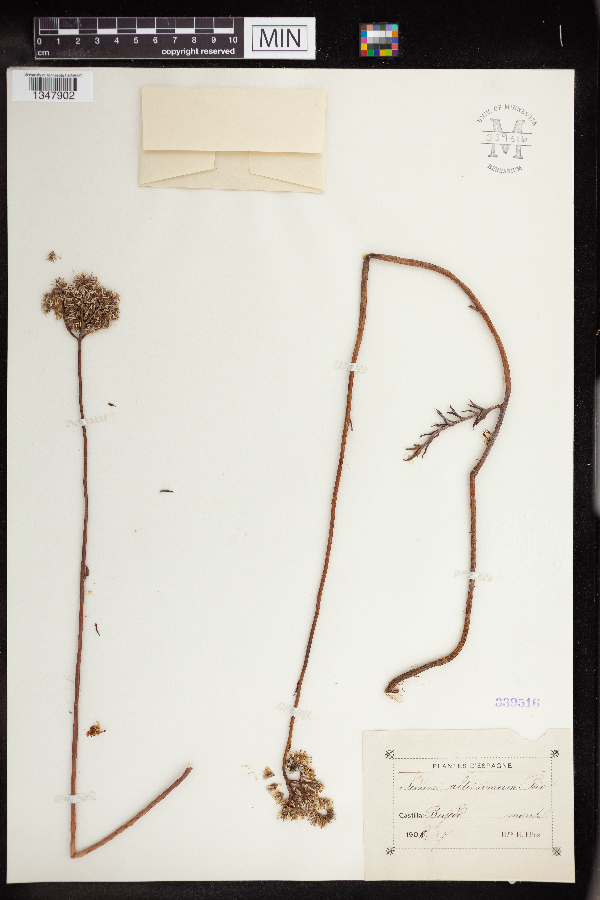 Sedum altissimum image