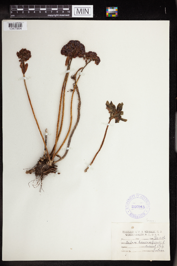 Sedum anacampseros image