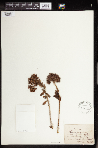 Sedum anacampseros image