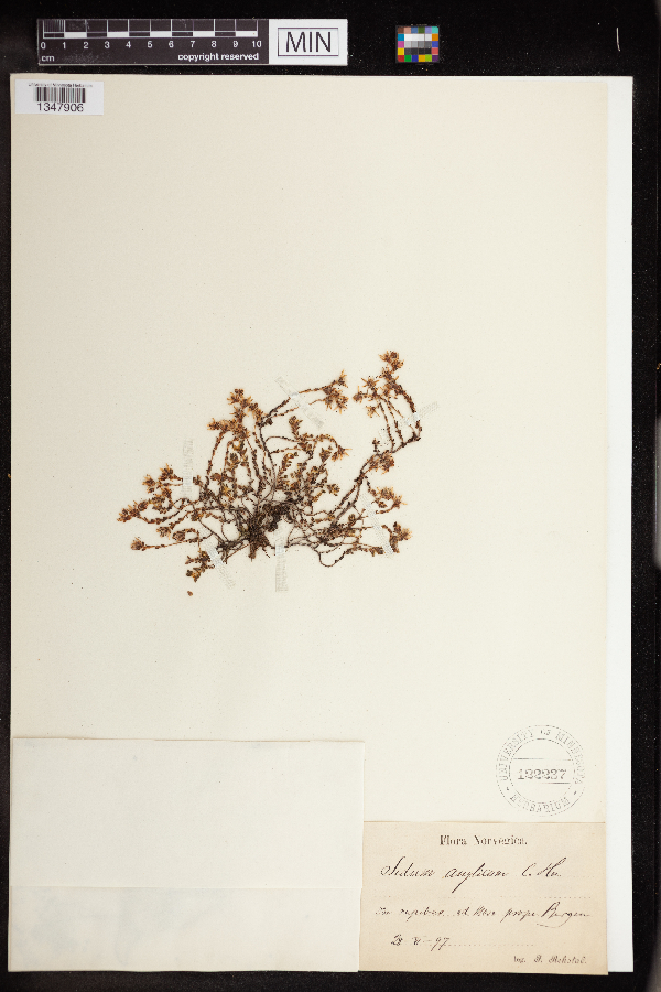 Sedum anglicum image