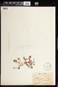 Sedum anglicum image