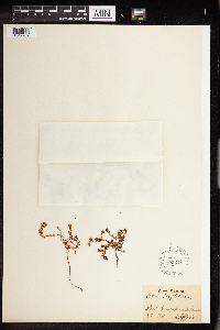 Sedum anglicum image