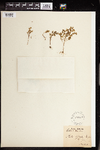 Sedum annuum image