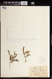 Sedum annuum image