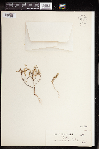 Sedum annuum image