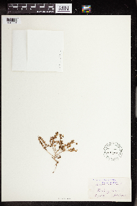 Sedum annuum image
