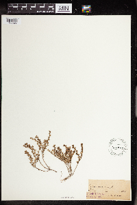 Sedum annuum image