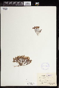 Sedum annuum image