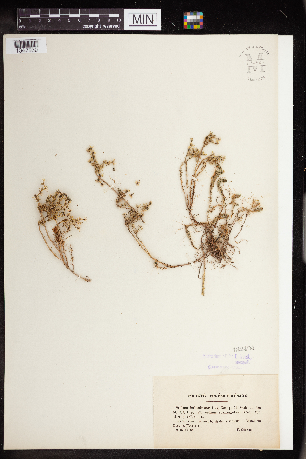 Sedum boloniense image